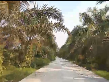 DIJUAL SEBIDANG TANAH KEBUN YANG LUAS LOKASI RIMBO PANJANG KM 24-PEKANBARU
