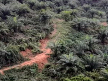 DIJUAL SEBIDANG LAHAN SAWIT LOKASI PALALAWAN/BUNUT-RIAU