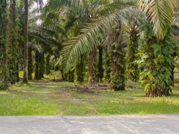 Dijual Tanah / Kebun Sawit (dalam Masa Emas) di Rumbai Bukit