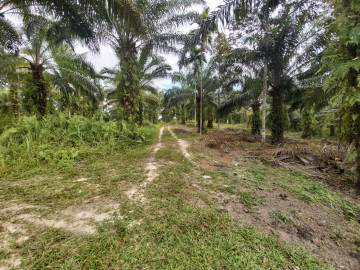 Dijual Tanah Murah Di Palas - Pekanbaru
