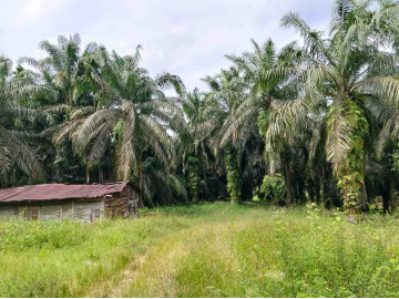 DI JUAL LAHAN SAWIT 10 HEKTAR DAERAH HANGTUAH