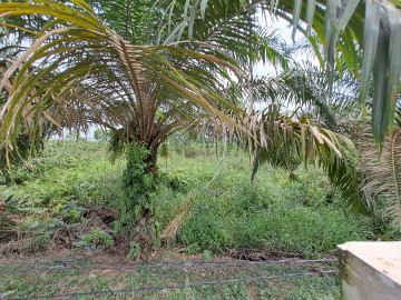 DIJUAL 3 BIDANG TANAH KAPLING LOKASI JALAN RIAU BARU - PEKANBARU