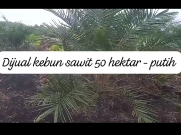 DIJUAL LAHAN SAWIT MASIH TERAWAT LOKASI BENGKALIS