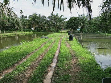 Dijual Tanah Luas 11500m2  di Ocura