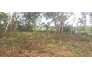 DIJUAL TANAH DI RIMBO PANJANG