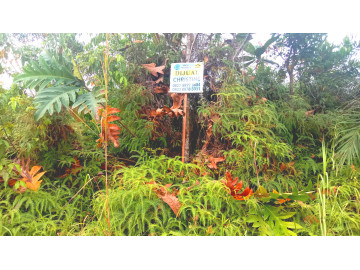 Dijual Tanah murah di Jl. Lingkar Danau belakang TVRI Rumbai Pekanbaru 50 m2 x 80 m2