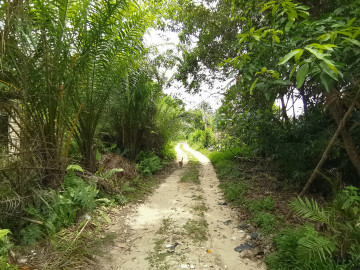 Dijual Lahan SAWIT 29 Ha, Lokasi Jl. Garuda Sakti KM 6 Kampar