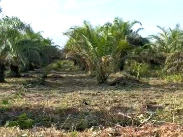 DIJUAL SEBIDANG TANAH LOKASI TEPI  JALAN UKA GARUDA SAKTI-PEKANBARU