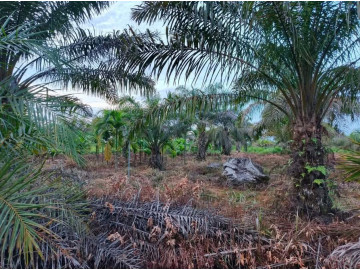 Dijual Tanah + Ada Kebun Sawitnya 1260 Kec Tambang Kampar M2 Jl Raya Rimbo Panjang