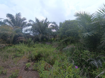 DIJUAL SEBIDANG TANAH LOKASI TEPI JALAN ASPAL SAMPING WAREHOUSE AVIAN JL. RIAU BARU - PEKANBARU
