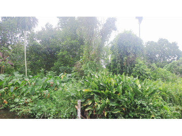 Tanah Rimbo Panjang