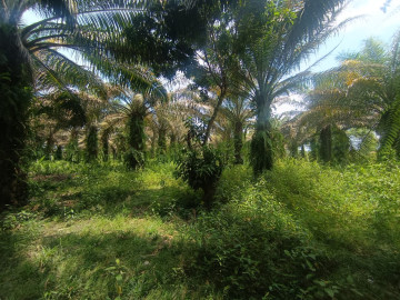 Dijual Tanah 1,1 Ha di Jl. Kadiran Daerah Kulim