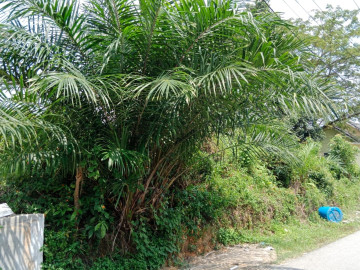 Dijual Sebidang Tanah Di Kawasan Perumahan Jl.Beringin Air Hitam