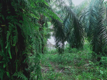 DIJUAL CEPAT LAHAN SAWIT 1 HA LOKASI DEKAT DANAU BUATAN
