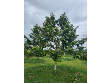 Dijual kebun Durian Siak