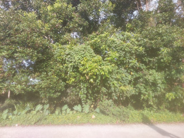 Dijual Tanah Keras di Lipat Kain Kampar Kiri