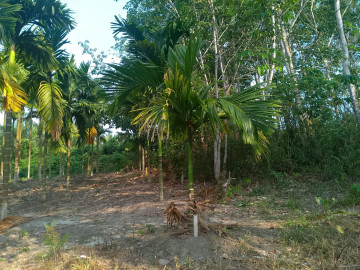 DIJUAL LAHAN PINANG LOKASI DI KANDIS KAB.SIAK