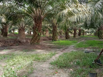 Di JUAL TANAH BESERTA SAWIT DAN RUMAH DI JL. SEROJA KULIM