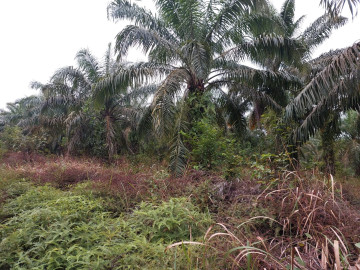 Dijual sebidang tanah murah di tenayan raya-pekanbaru