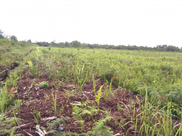 Dijual Tanah Murah Di Jl. Proyek - Siak