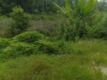 DIJUAL TANAH KERAS DI JALAN RIMBO PANJANG KAMPAR PEKANBARU