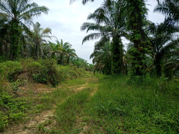 Dijual Tanah / Lahan Sawit Yang Luas Dijalan Raja Panjang Okura