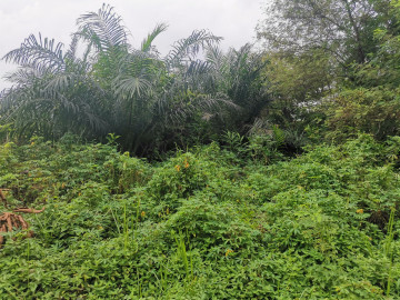 Dijual tanah lokasi pandau jaya