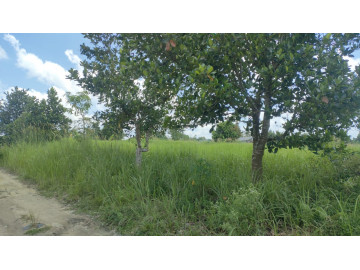 Dijual tanah murah keras tengah kota Jl. Beringin - Pekanbaru