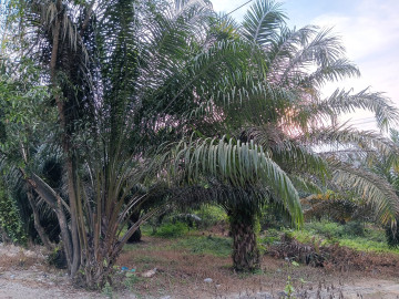 Di jual sebidang tanah lokasi Muara Fajar tepi jalan Yos Sudarso sebelum gerbang tol Duri Dumai tengah kota Pekanbaru