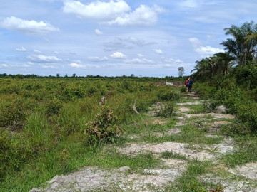 DIJUAL LAHAN SAWIT luas 200 Ha (bisa dijual 50 Ha) dekat ke jalan poros BAGAN BESAR - DUMAI