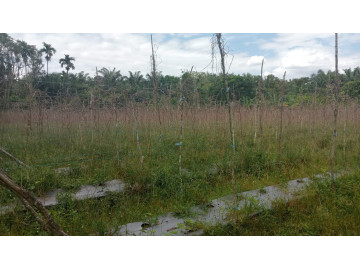 Di jual sebidang tanah kavlingan lokasi Garuda Sakti km 9 Tapung