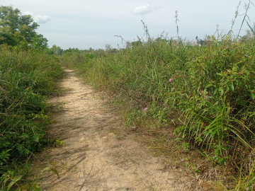 Dijual Tanah Keras, lokasi JL.Rawasari Ujung (Sekitar JL.Sudirman / JL.Arifin Ahmad) - Pekanbaru