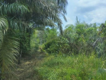 Dijual Tanah Murah Di Jl. Paus/Rumbai - Pekanbaru
