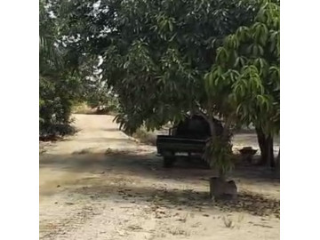 DIJUAL TANAH KEBUN SAWIT SIAP PANEN + BANGUNAN SIAP HUNI DI OKURA