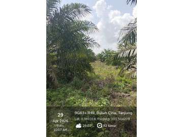 DIJUAL KEBUN SAWIT LUBUK SAKAT KAMPAR